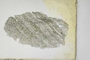 Plane Polarized, S10563