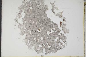 Plane Polarized, S10587