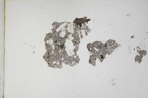 Plane Polarized, S10589