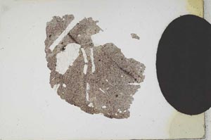 Plane Polarized, S10591