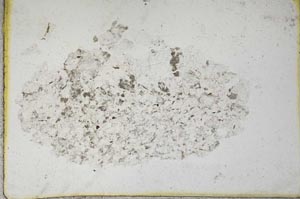 Plane Polarized, S10600