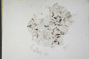 Plane Polarized, S10604
