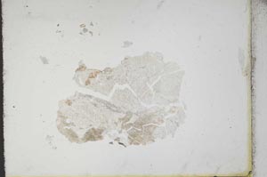 Plane Polarized, S10605
