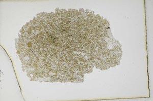 Plane Polarized, S10620