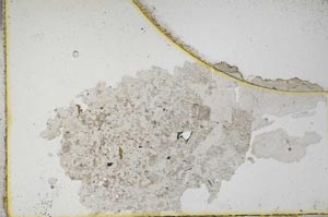 Plane Polarized, S10626