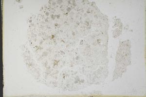 Plane Polarized, S10631