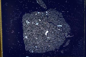 Cross Polarized, S10632/a