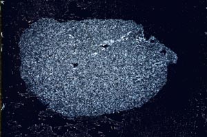 Cross Polarized, S10633