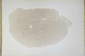 Plane Polarized, S10633