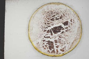 Plane Polarized, S10643