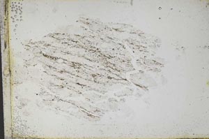 Plane Polarized, S10653