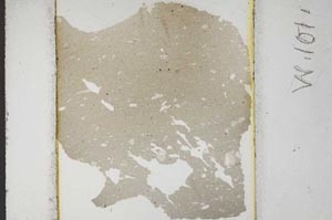 Plane Polarized, S10660