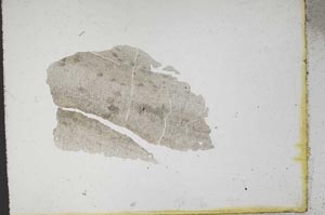 Plane Polarized, S10683