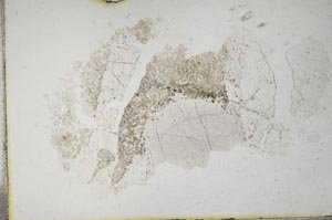 Plane Polarized, S10717
