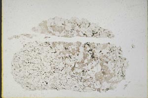 Plane Polarized, S10722