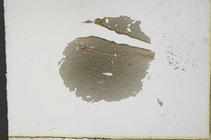 Plane Polarized, S10732