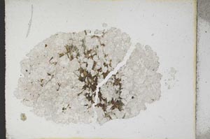 Plane Polarized, S10734