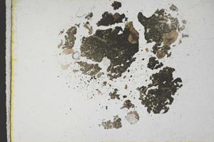 Plane Polarized, S10756