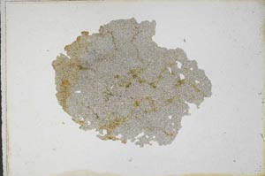 Plane Polarized, S10758