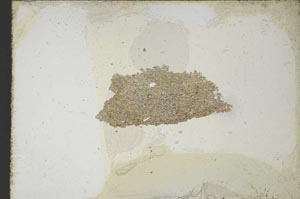Plane Polarized, S10763