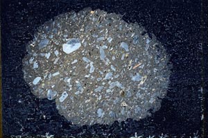 Cross Polarized, S10783