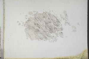 Plane Polarized, S10789