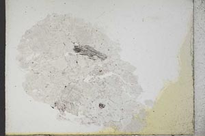 Plane Polarized, S10791