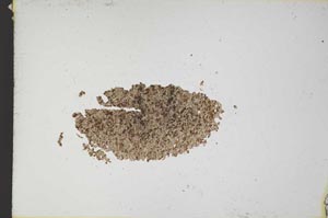 Plane Polarized, S10794