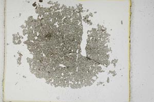 Plane Polarized, S10840