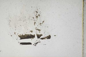Plane Polarized, S10844