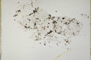 Plane Polarized, S10863