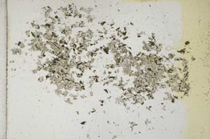 Plane Polarized, S10864