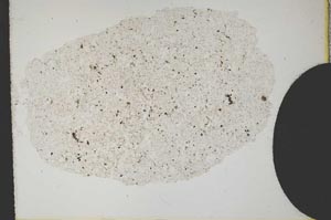 Plane Polarized, S10871