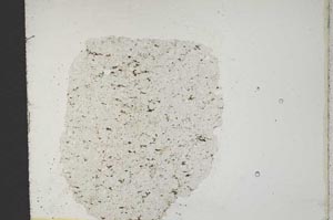 Plane Polarized, S10872
