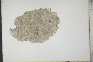 Plane Polarized, S10883