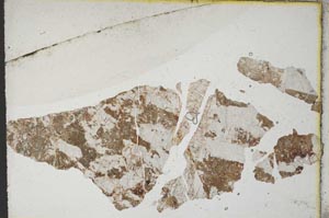 Plane Polarized, S10885