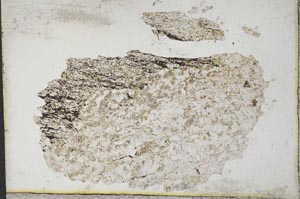 Plane Polarized, S10886