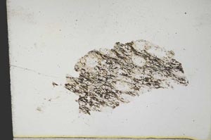 Plane Polarized, S10894