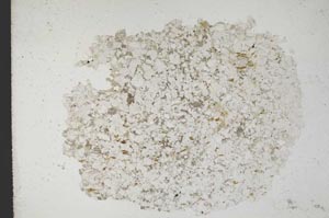 Plane Polarized, S10897