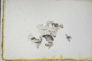 Plane Polarized, S10902