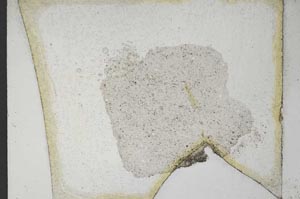 Plane Polarized, S10904