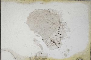 Plane Polarized, S10907
