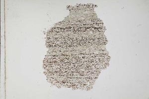 Plane Polarized, S10917