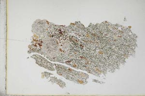 Plane Polarized, S10918