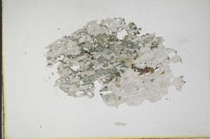 Plane Polarized, S10922