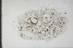 Plane Polarized, S10923