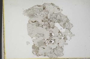 Plane Polarized, S10925