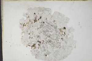 Plane Polarized, S10926