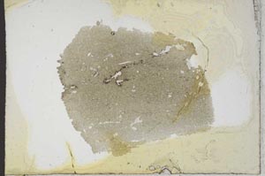 Plane Polarized, S10941