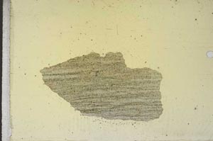 Plane Polarized, S10942/A
